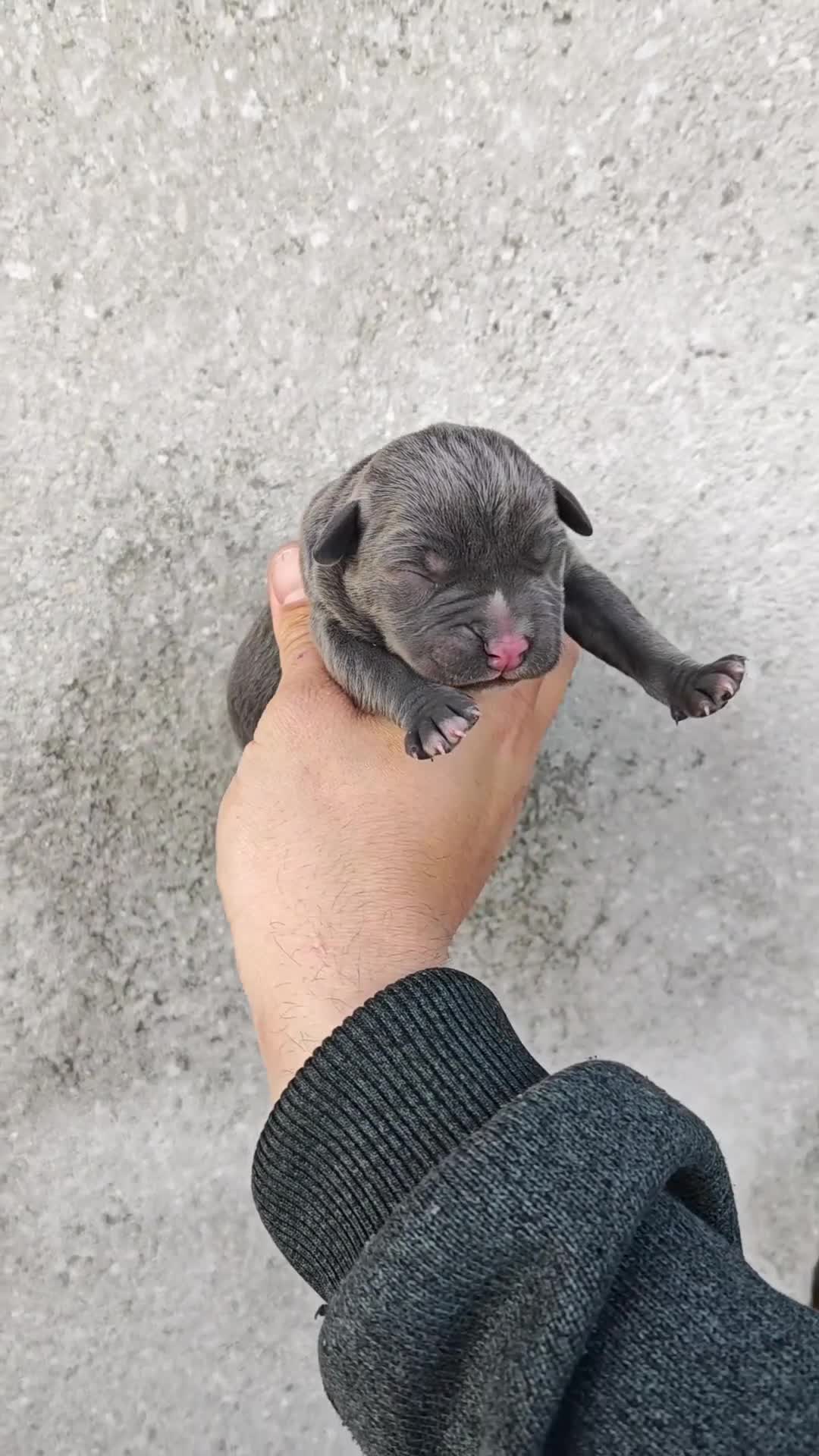 American Bully perros en venta: Bully XL  - Video 1