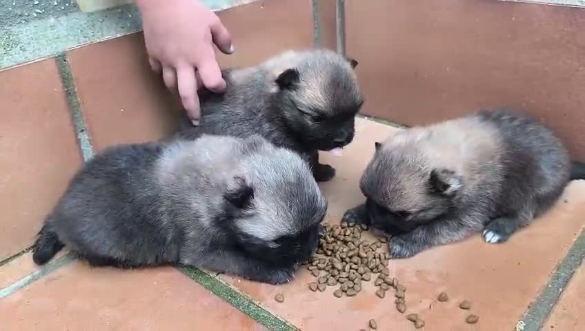 Pomerania perros en venta: POMERANIA - Video 1