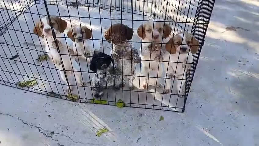 Épagneul Breton perros en venta: CACHORROS DE SPANIEL BRETÓN  - Video 1