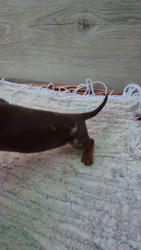 Teckel Miniatura perros en venta: Teckel arlequín chocolate miniatura  - Video 2