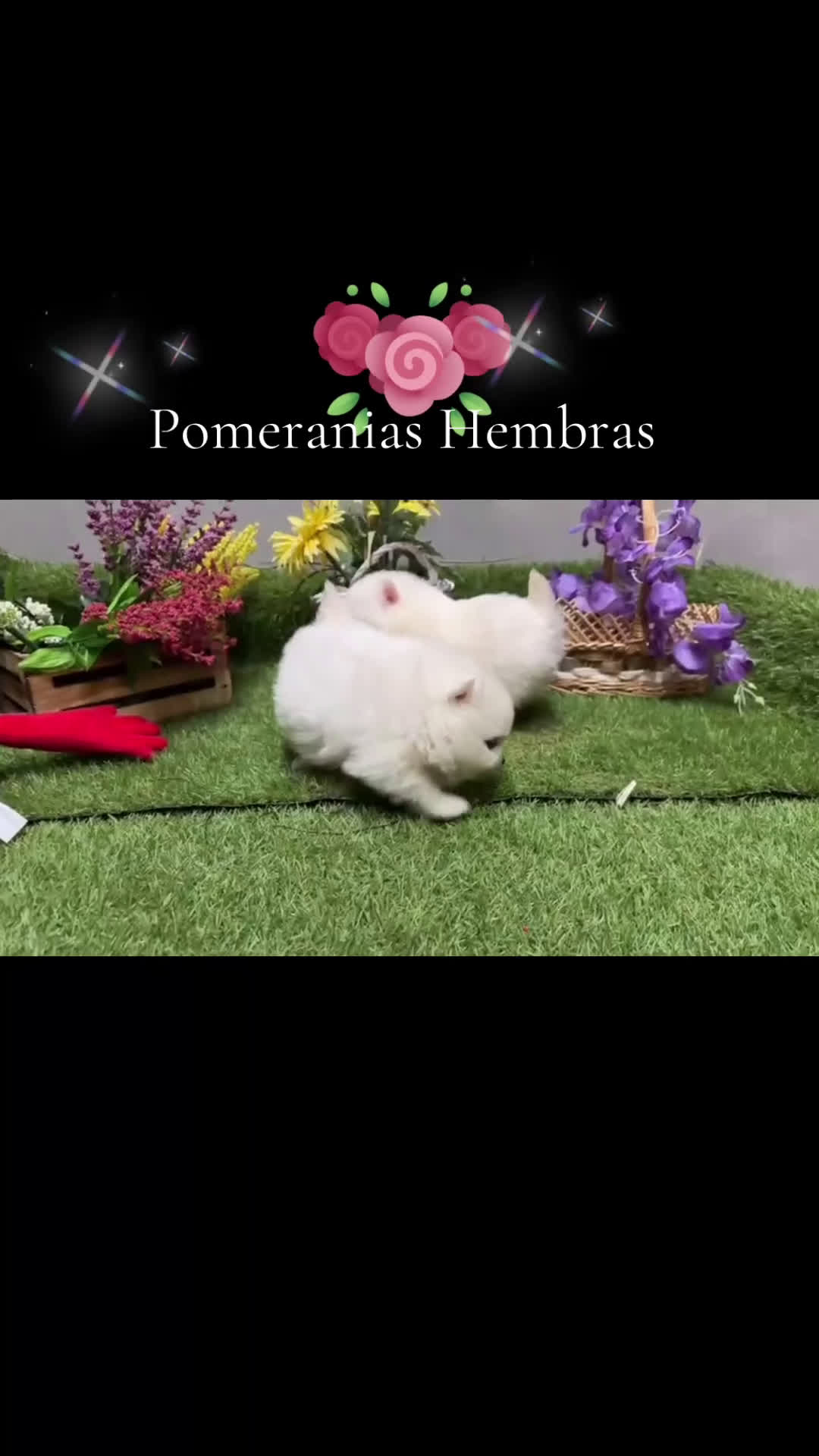 Pomerania perros en venta: Pomerania (lulu de Pomerania ) - Video 1