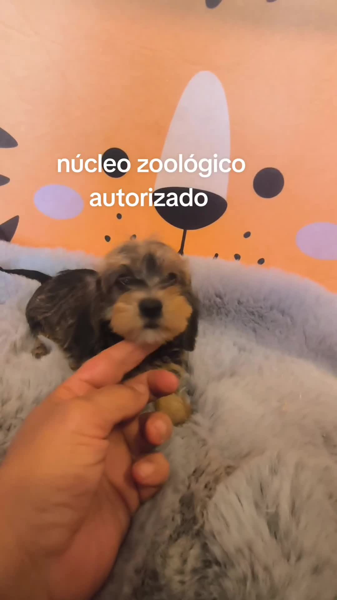 Teckel perros en venta: Teckel kaninchen hoja seca - Video 1