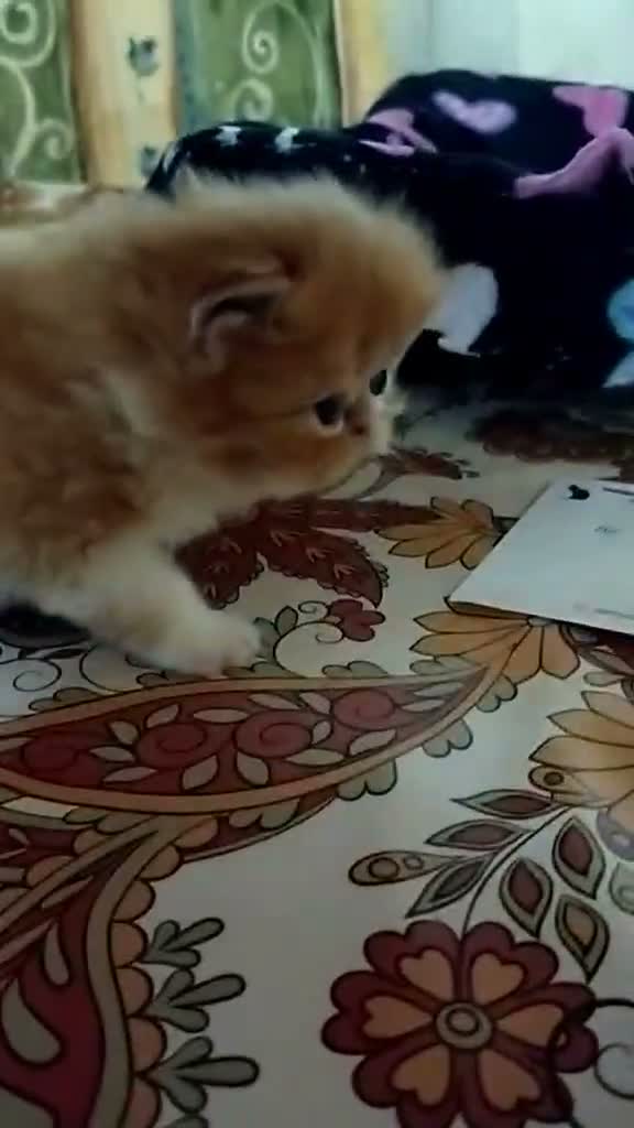 Persa gatos en venta: Persas en Madrid - Video 4