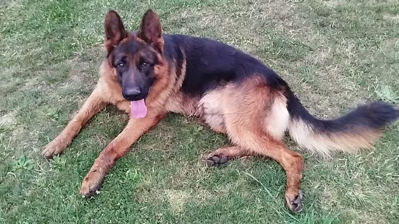 Pastor Alemán perros en venta: Cachorros de pastor alemán  - Video 1