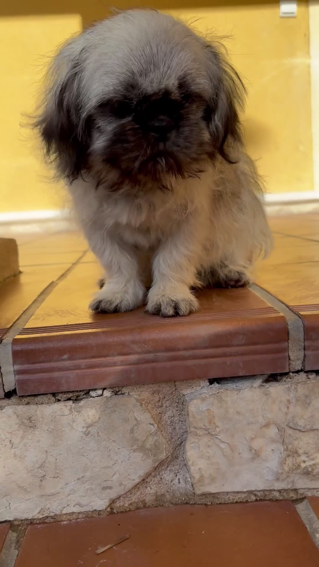 Pekinés perros en venta: Pekines imperial hembra preciosa  - Video 1