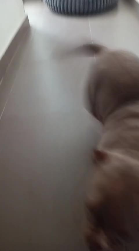 American Bully perros en venta: American bully  en Pontevedra - Video 2