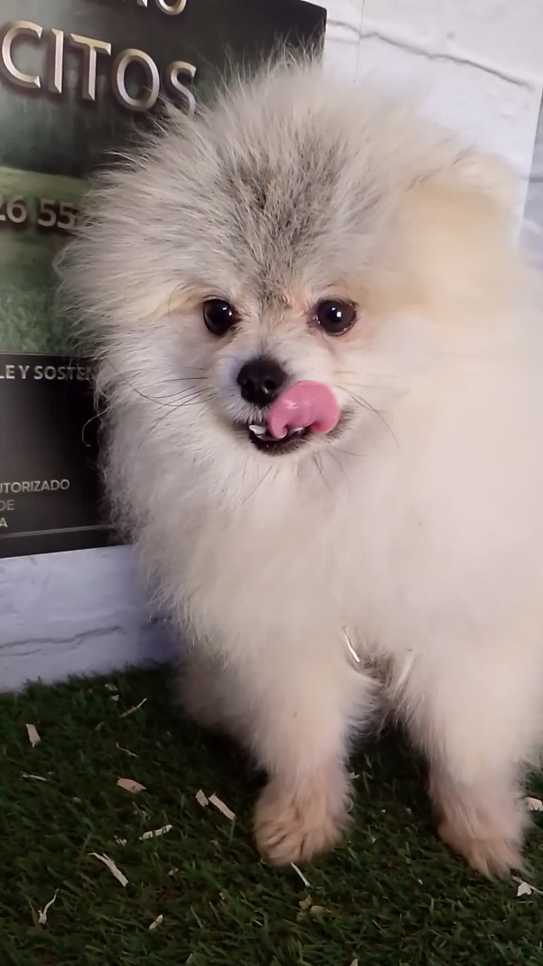 Pomerania perros en venta: Pomerania macho  - Video 1