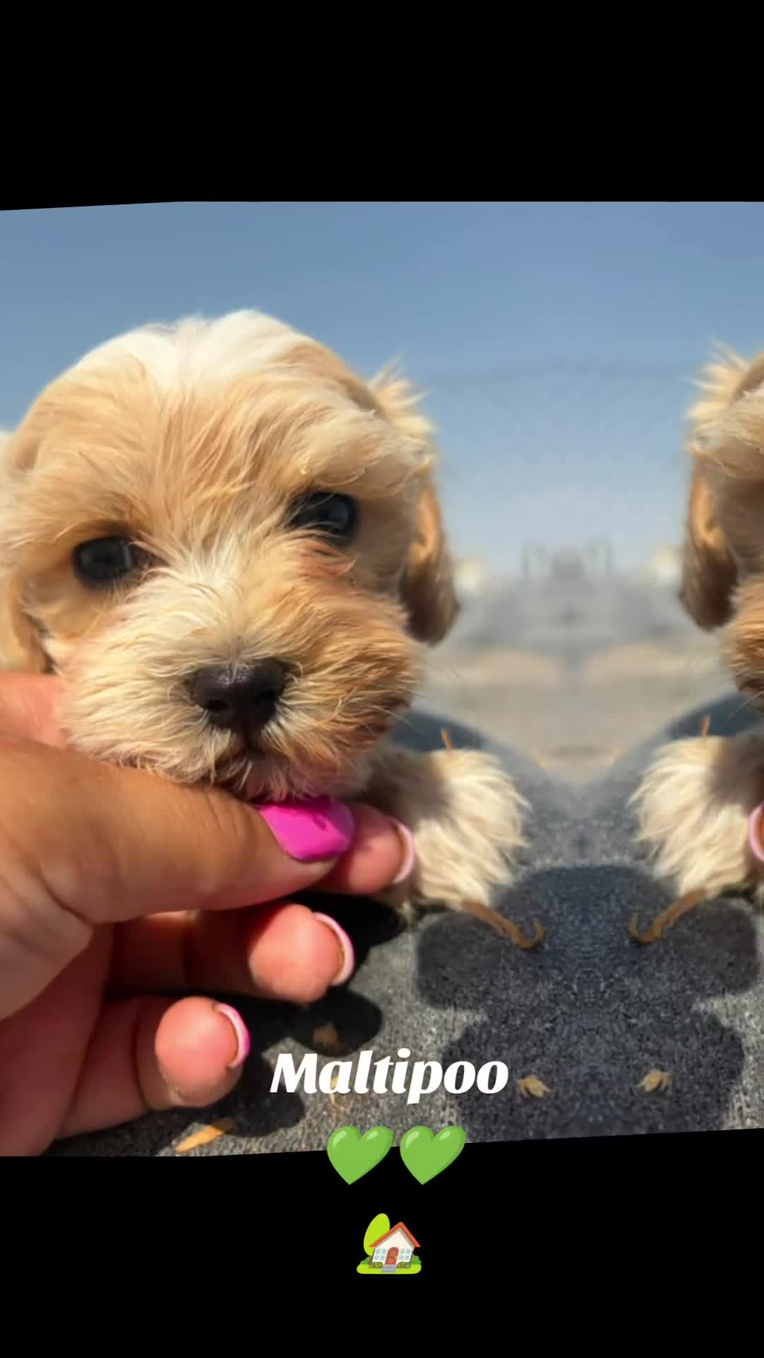 Maltipoo perros en venta: Canadá de Maltipoo 🌟🌟🌟🌟🌟 - Video 1