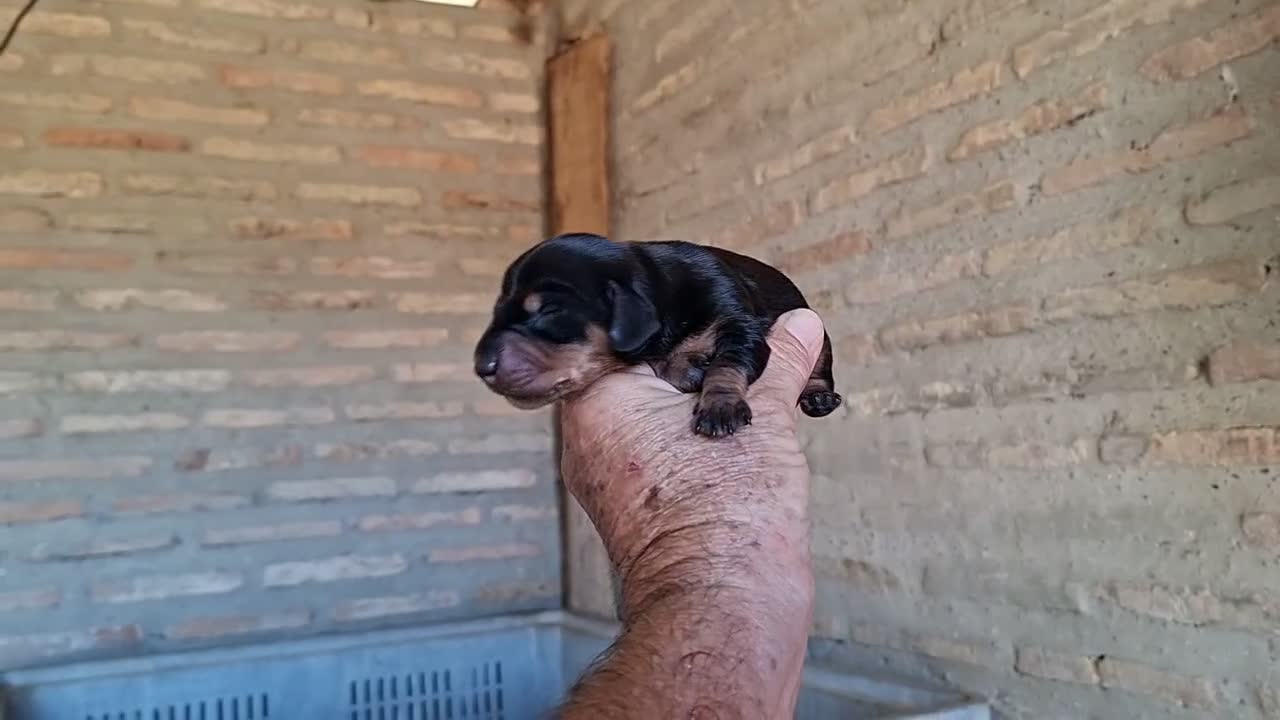 Teckel perros en venta: Teckel Canichen - Video 1