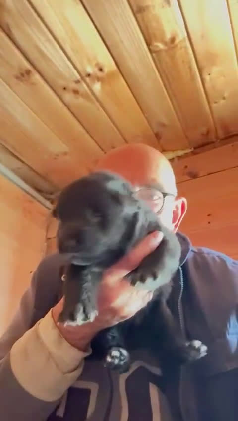 Pastor Alemán perros en venta: Pastor alemán belleza  - Video 1