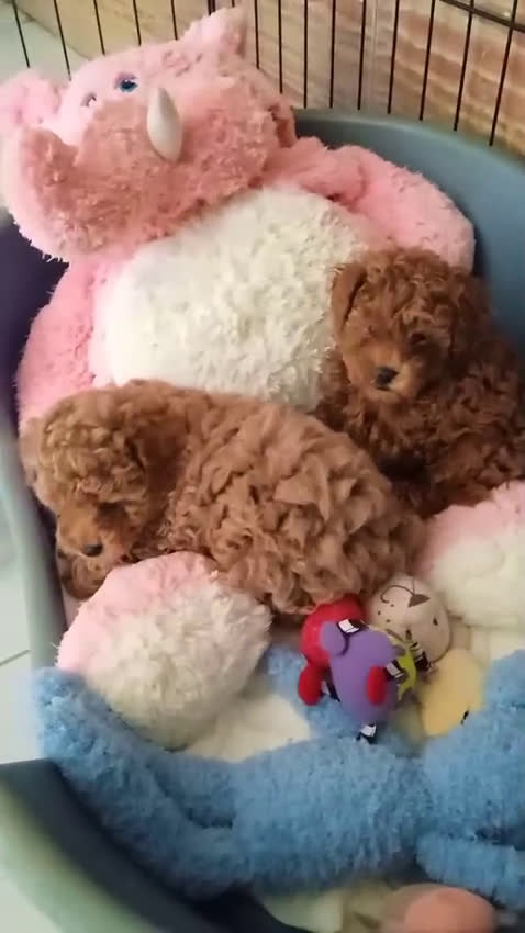 Caniche Toy perros en venta: Caniche mini toy  - Video 1