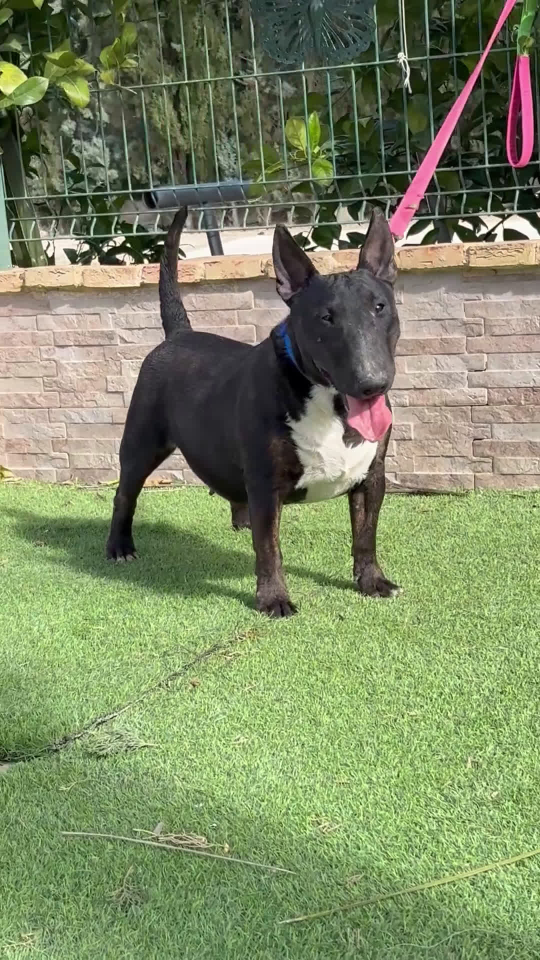 Bull Terrier Miniatura perros en venta: Hembra bull terrier mini pedigree  - Video 2