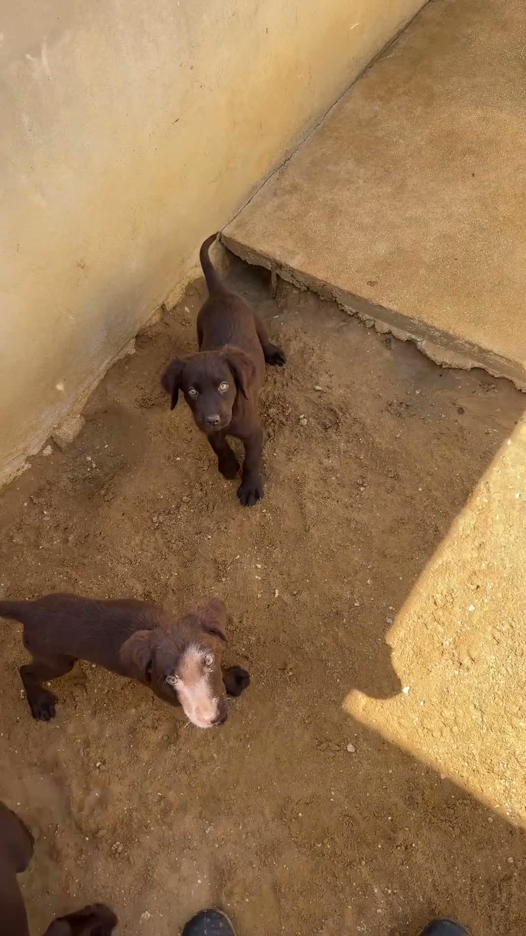 Labrador Retriever perros en venta: CACHORROS DE LABRADOR CHOCOLATE - Video 1