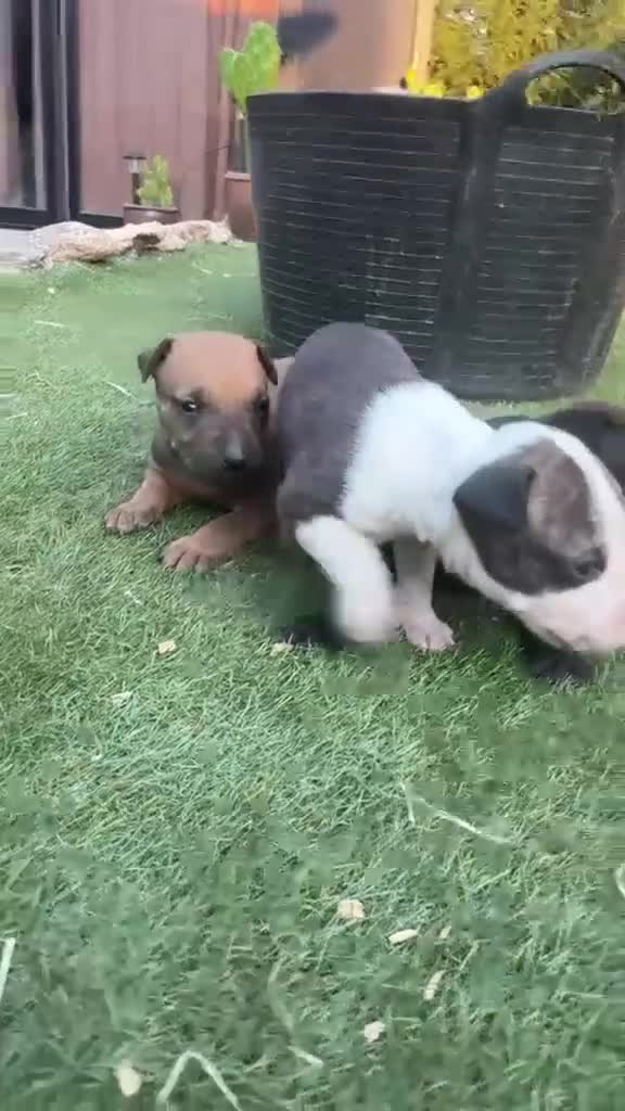 American Pit Bull Terrier perros en venta: Disponibles Pitbull XL - Video 2