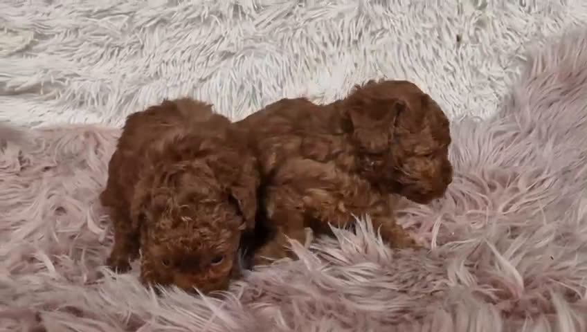 Caniche Enano perros en venta: caniche enano - Video 1