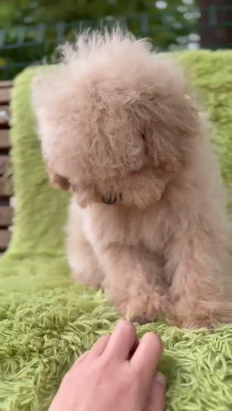 Caniche Mediano perros en venta: Caniche apricot  - Video 1