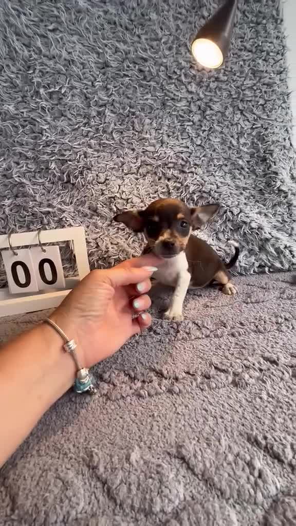 Chihuahua perros en venta: Chihuahua macho  - Video 1