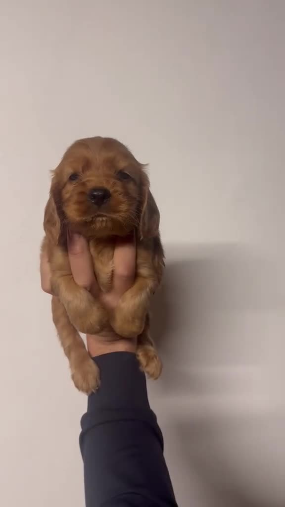 Cocker Spaniel Inglés perros en venta: Cocker spaniel ingles Hembra dorada preciosa  - Video 1