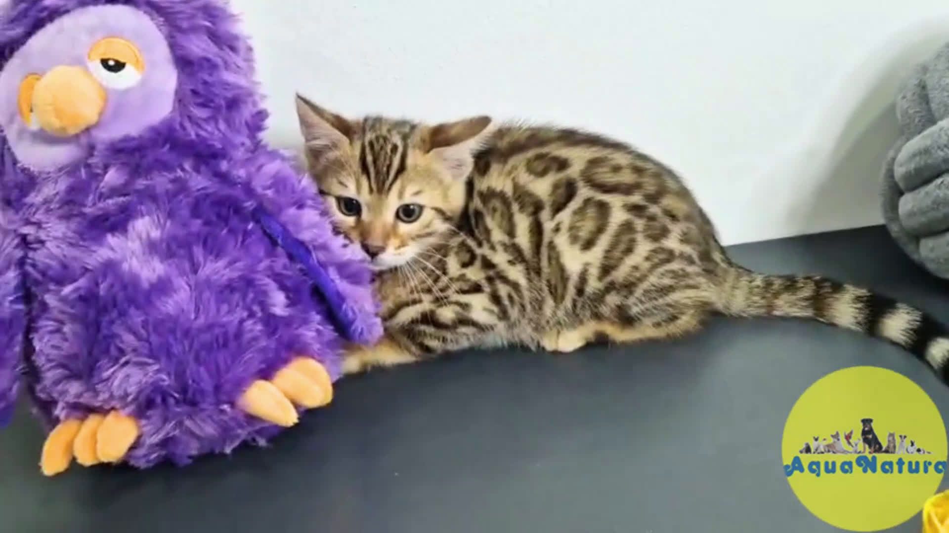 Bengalí gatos en venta: Bengali Hembra 1824 AQUANATURA en Barcelona - Video 1