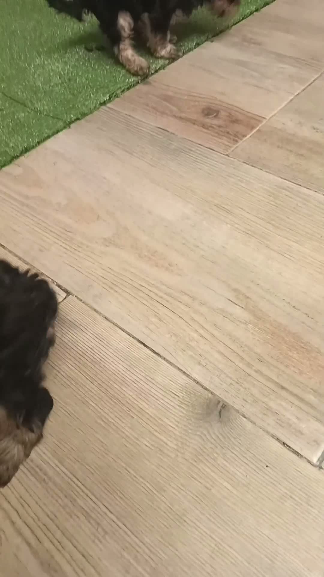 Yorkshire Terrier perros en venta: Yorkshire toy - Video 1