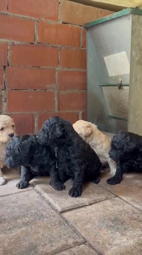 Perro de Agua Español perros en venta: Cachorritos perro de aguas español - Video 1