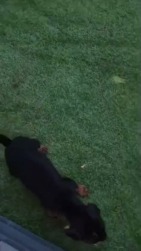 Pinscher Miniatura perros en venta: Preciosos mini pincher - Video 1