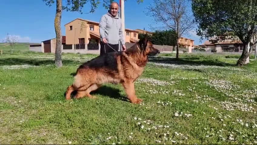 Pastor Alemán perros en venta: Pastores alemanes  - Video 1