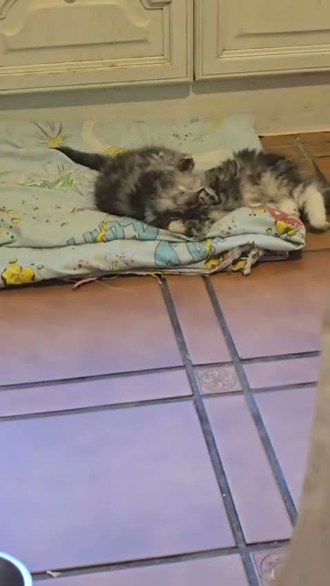 Bosque de Noruega gatos en venta: Bosques de Noruega  - Video 5