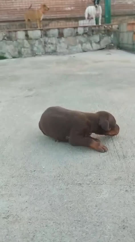 Dobermann perros en venta: Doberman  en Sevilla - Video 1