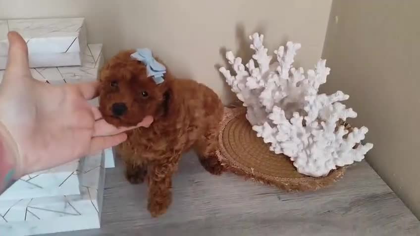 Caniche Toy perros en venta: Caniche toy toy - Video 2