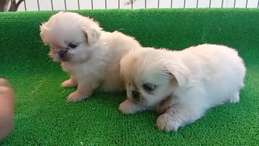 Pekinés perros en venta: Pekines Imperial - Video 1