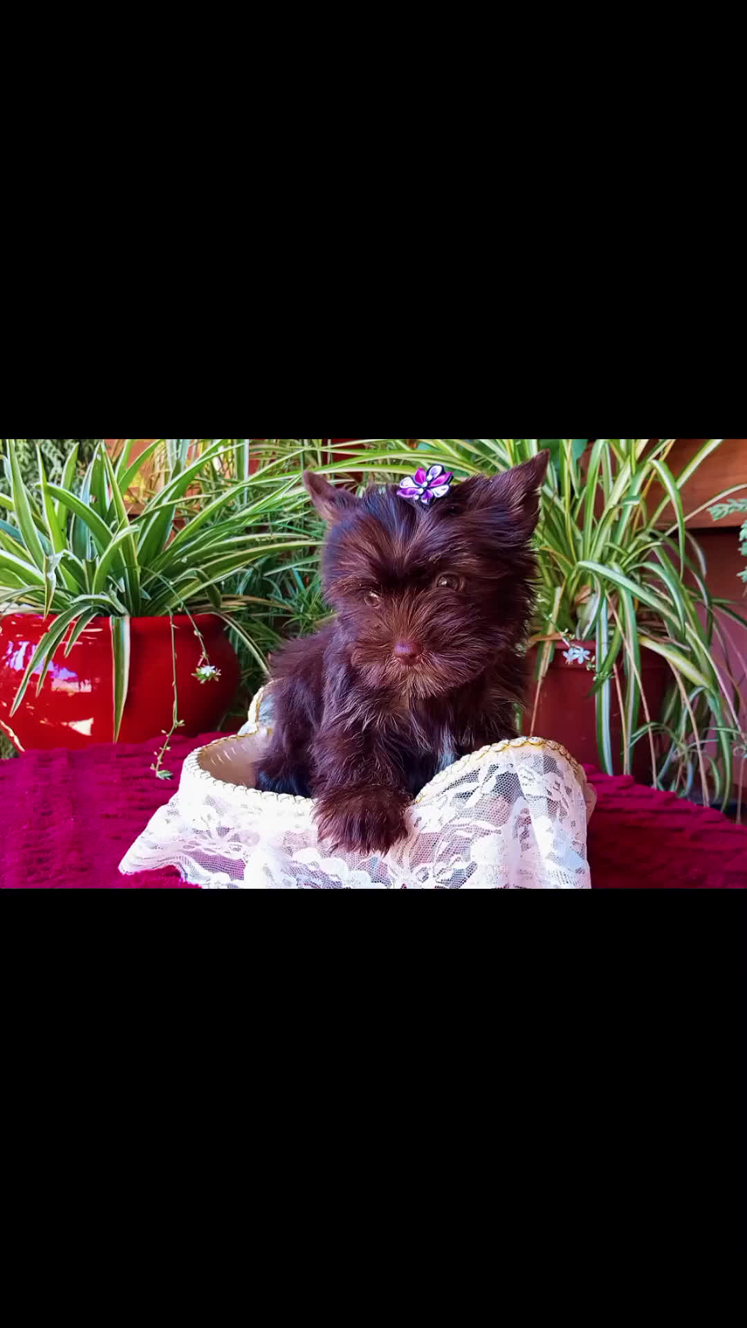 Yorkshire Terrier perros en venta: Hembra Yorkshire Dark Chocolate  - Video 1