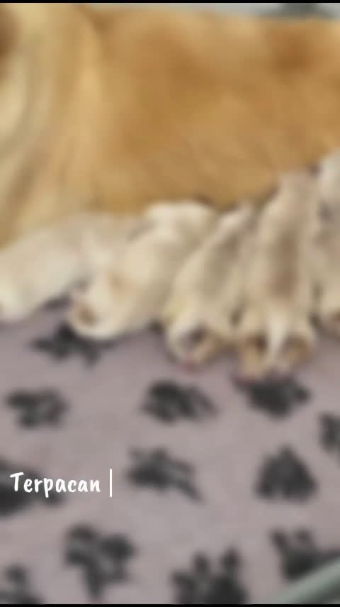 Golden Retriever perros en venta: Cachorro de Golden Retriever  - Video 4