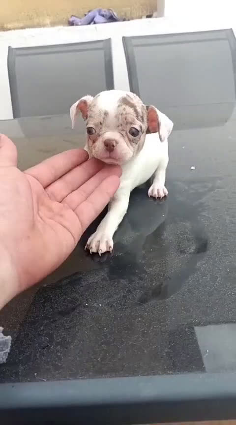 Chihuahua perros en venta: Preciosa camada de Chihuahua en Granada - Video 4