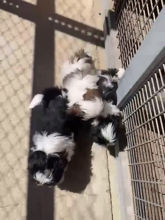 Shih Tzu perros en venta: CACHORRITOS DE SHIH TZU - Video 2