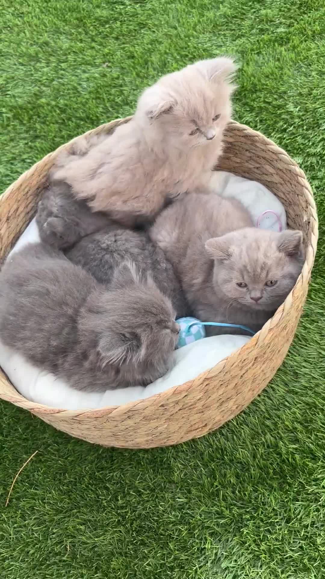 Británico de Pelo Corto Azul gatos en venta: British Blue y Lilac - Video 1