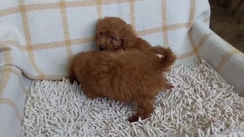 Caniche Toy perros en venta: Caniche rojo macho exclusivo  - Video 2