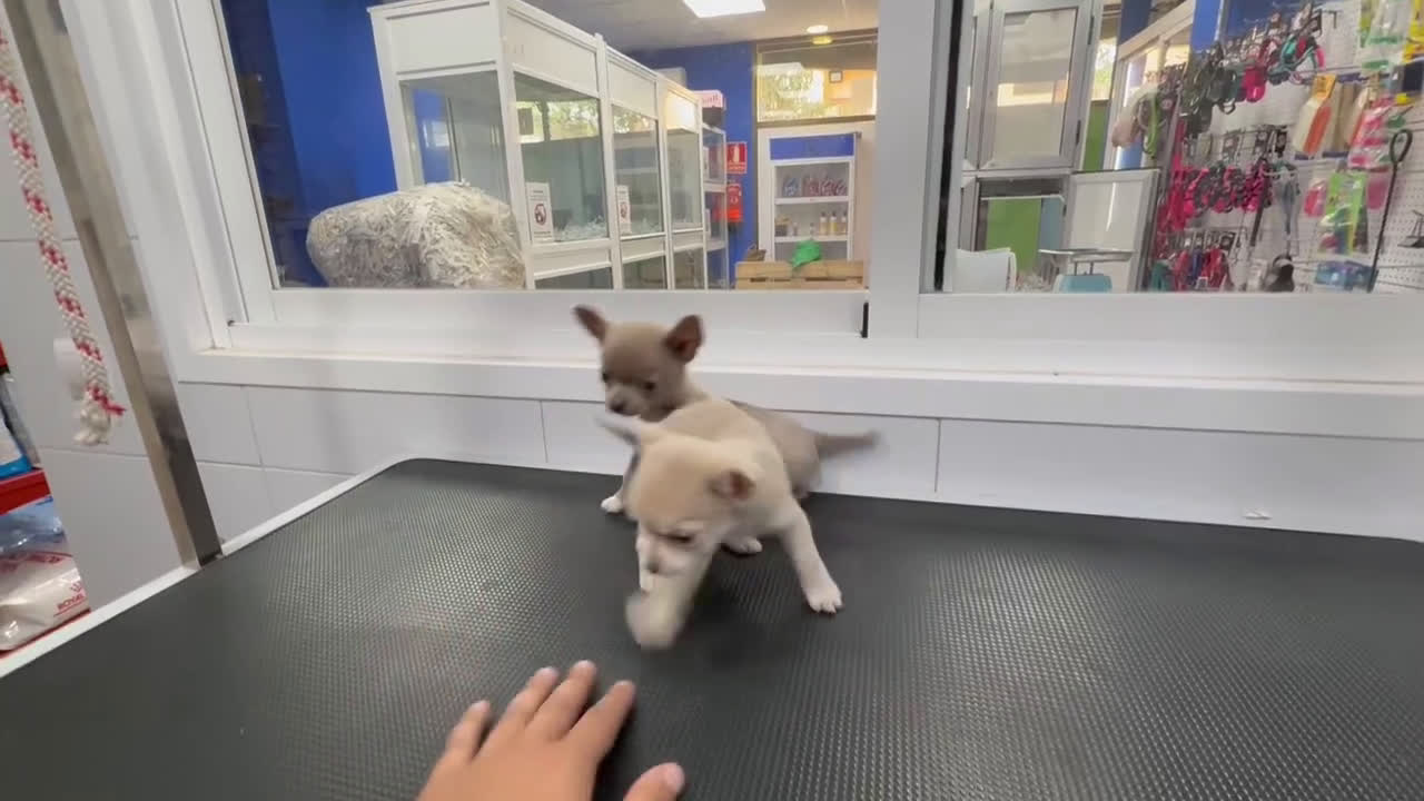 Chihuahua perros en venta: Cachorros Chihuahua 500€ ¡PRECIO REAL! - Video 1