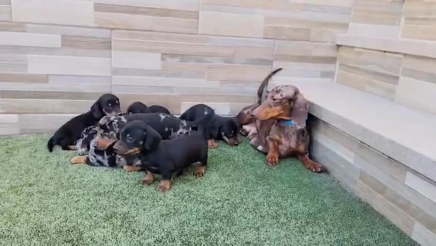 Teckel Miniatura perros en venta: Teckel mini  - Video 1