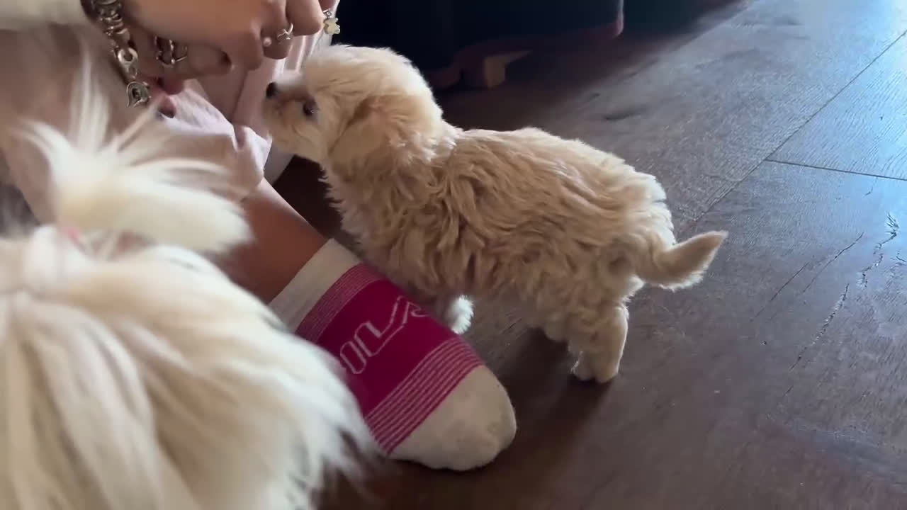 Maltipoo perros en venta: Maltipoo Toy hembra crema disponible  - Video 1