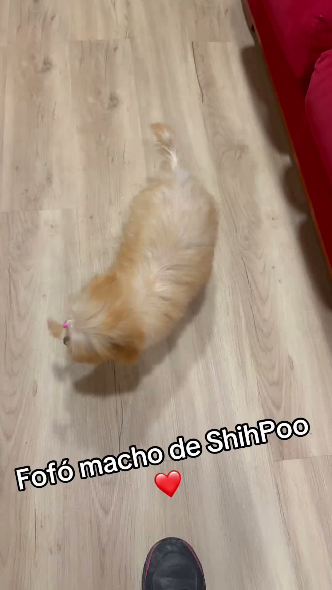 Shihpoo perros en venta: Yo Soy Fofito - Video 1