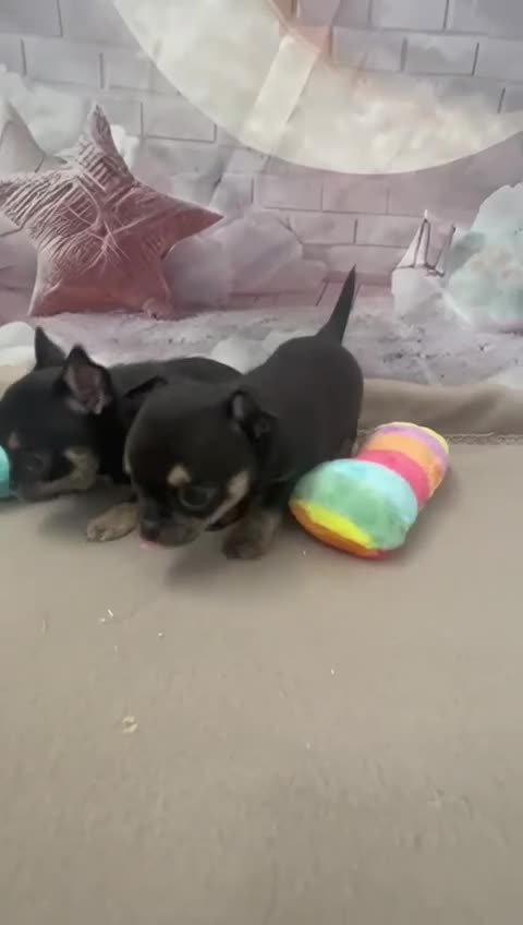Chihuahua perros en venta: Hembra chihuahua Toy para entregar!! - Video 1