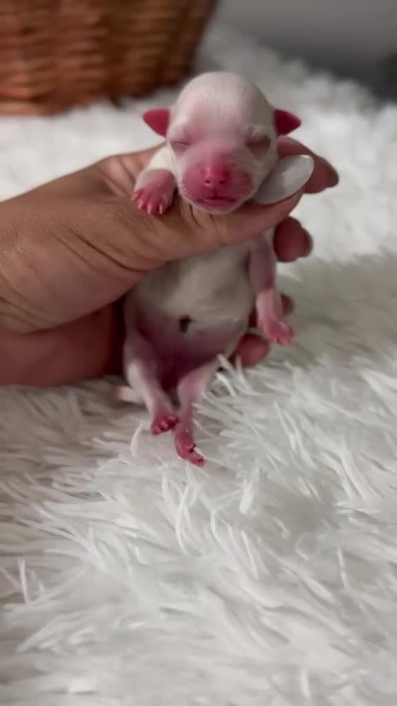 Bichón Maltés perros en venta: BICHÓN MALTÉS  - Video 1