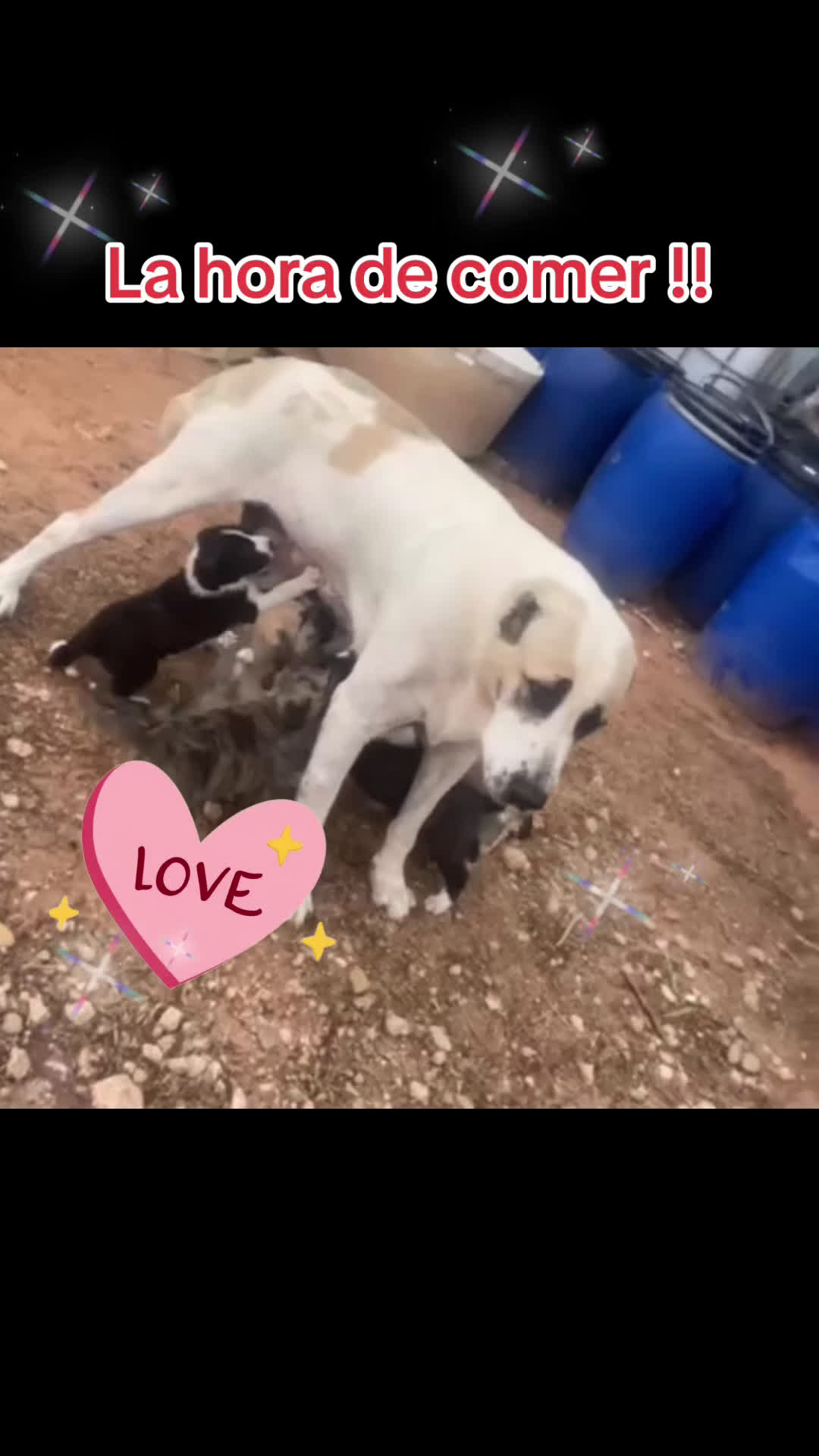 Raza Mixta perros en venta: Mastín español x Alabai - Video 1