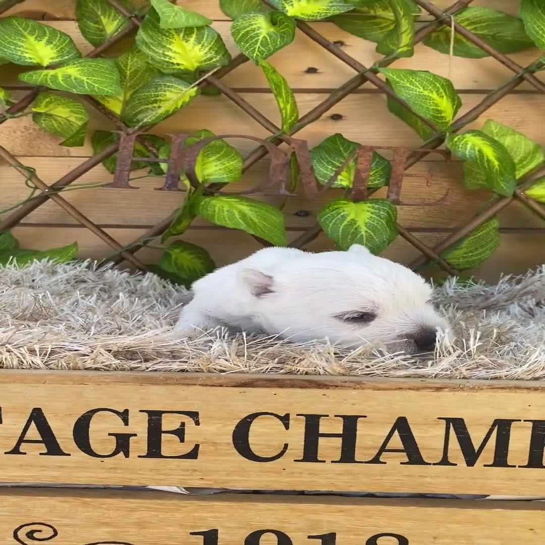 West Highland White Terrier perros en venta: Camada de Melilla - Video 1