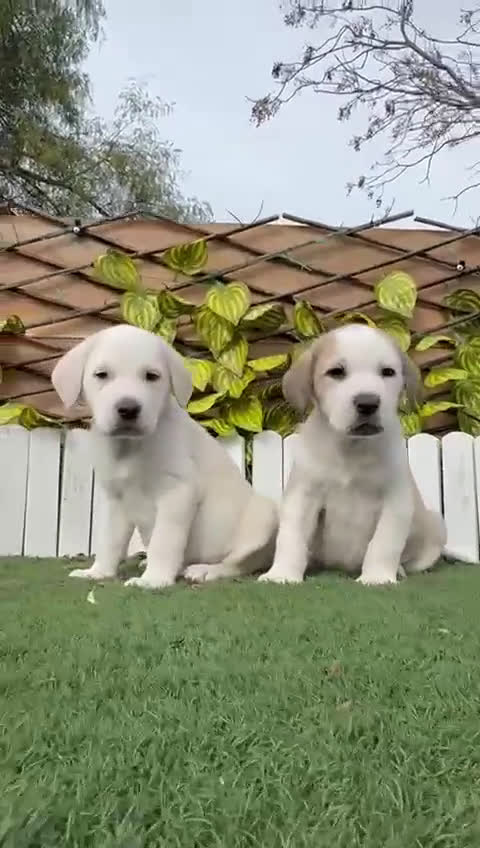 Mastín Español perros en venta: MASTIN ESPAÑOL MACHO - Video 2