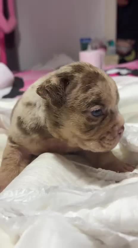 American Bully perros en venta: American Bully macho - Video 1