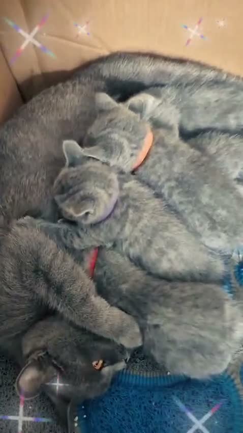 Británico de Pelo Corto Azul gatos en venta: Gatos Brithish shorthair  - Video 3