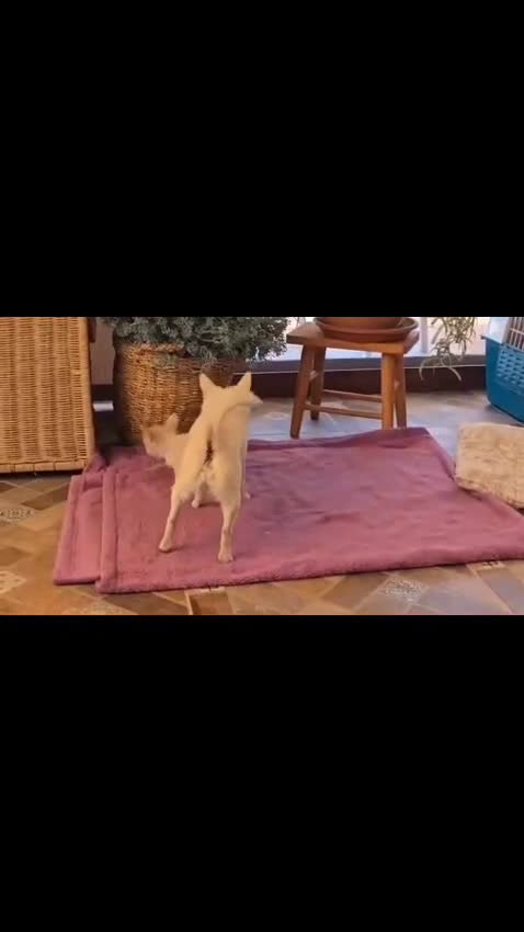 Chihuahua perros en venta: Chihuahua miniatura de pelito largo  - Video 1
