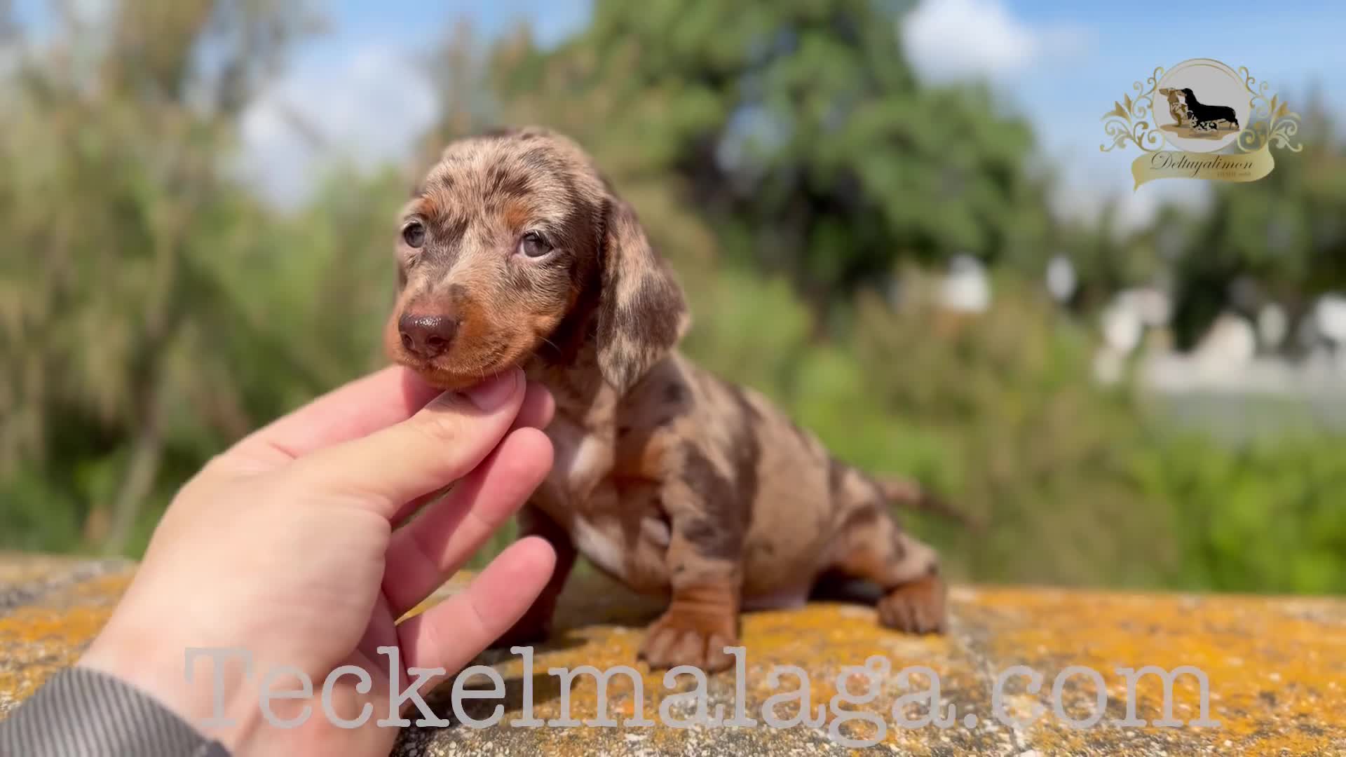 Teckel Miniatura perros en venta: Teckel arlequin chocolate 🍫  - Video 1